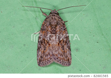 Adult Black-olive Caterpillar Moth Adult Black-olive Caterpillar Moth 82881565
