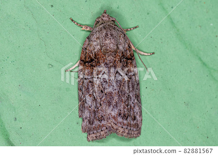 Adult Black-olive Caterpillar Moth 82881567