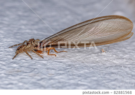 Small Pantropical Jumping Spider 82881568
