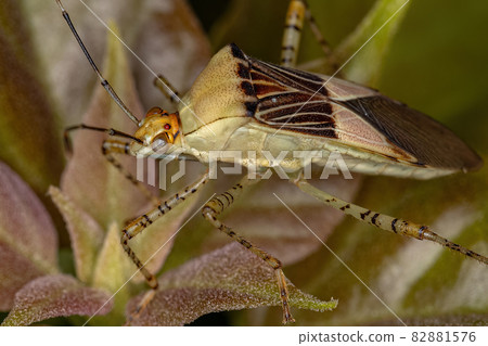 Adult Leaf-footed Bug Adult Leaf-footed Bug 82881576