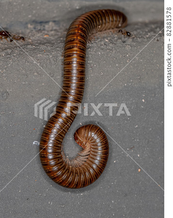 Adult Common Brown Millipede Adult Common Brown Millipede 82881578