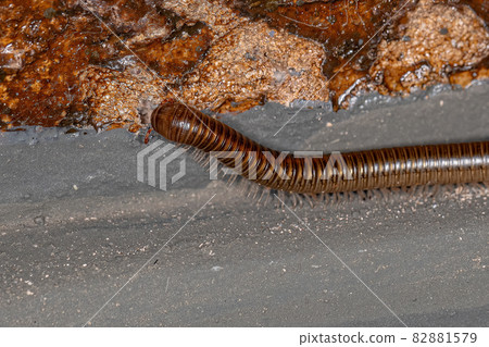 Adult Common Brown Millipede Adult Common Brown Millipede 82881579
