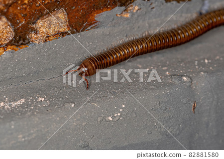 Adult Common Brown Millipede Adult Common Brown Millipede 82881580