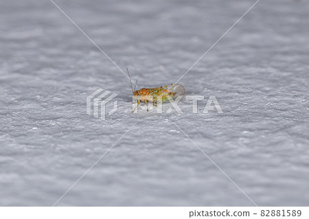 Adult Jumping Plant Lice 82881589