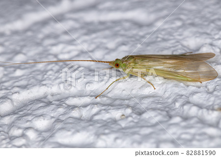 Adult Green Caddisfly 82881590