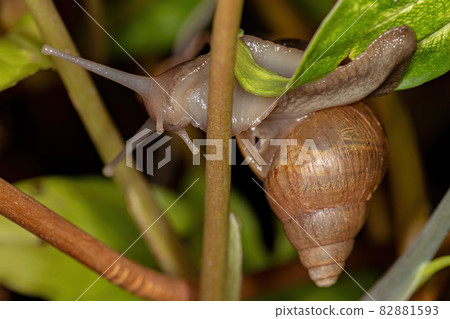 African Giant Snail 82881593