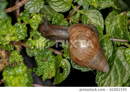 African Giant Snail 82881595
