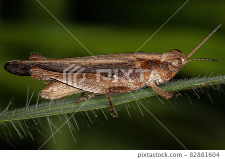 Adult Stridulating Slant-faced Grasshopper 82881604