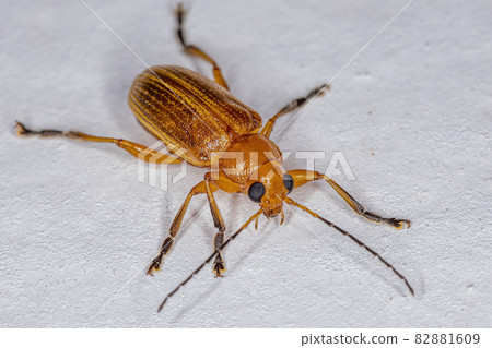 Adult Leaf Beetle Adult Leaf Beetle 82881609