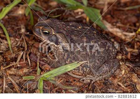 Adult Cururu Toad 82881612