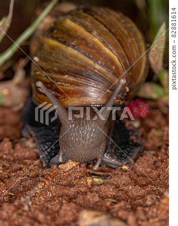 African Giant Snail African Giant Snail 82881614