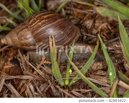 African Giant Snail African Giant Snail 82881622