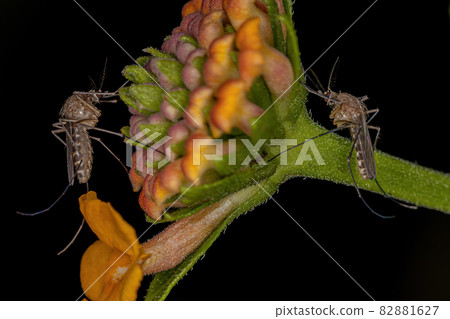 Adult Culicine Mosquitos Insect Adult Culicine Mosquitos Insect 82881627