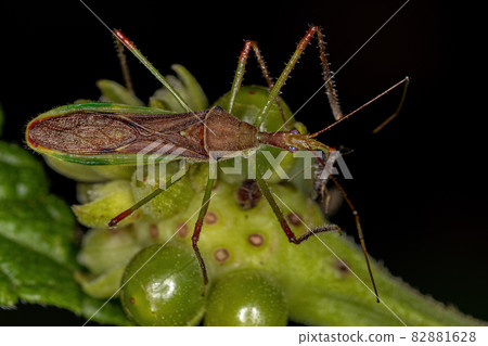 Adult Assassin Bug Adult Assassin Bug 82881628