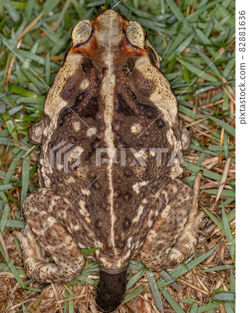 Adult Cururu Toad 82881636