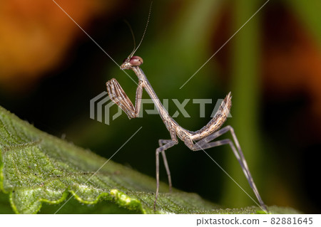 Small Mantid nymph 82881645