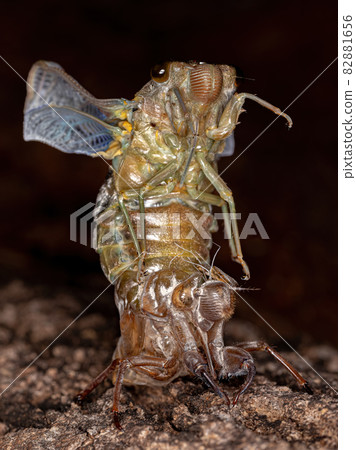 Adult Giant Cicada 82881656