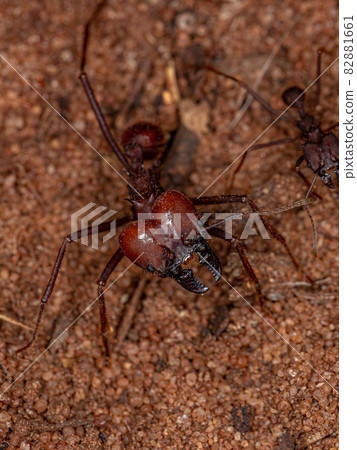 Adult Atta Leaf-cutter Ant 82881661