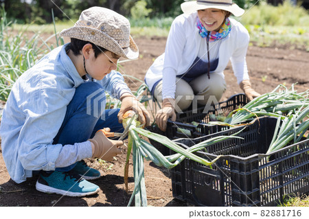 Family harvesting onions 82881716