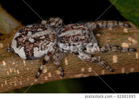 Giant Jumping Spider Giant Jumping Spider 82881895