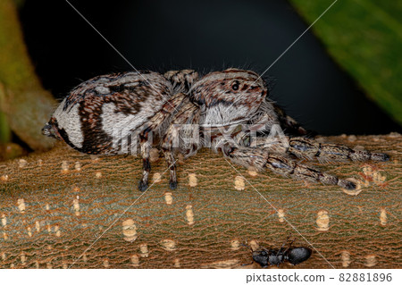 Giant Jumping Spider Giant Jumping Spider 82881896