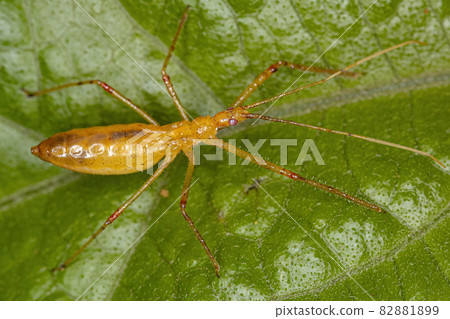 Assassin Bug Nymph Assassin Bug Nymph 82881899