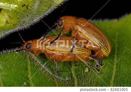 Adult Leaf Beetles coupling 82881905