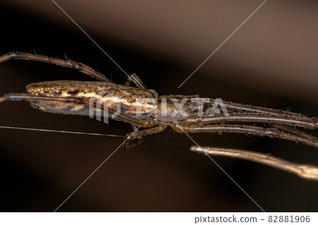 Long-jawed Orbweaver Spider 82881906