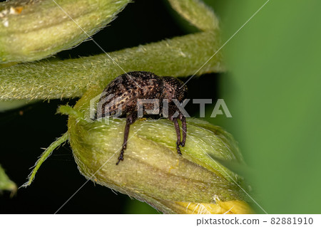 Adult true Weevil 82881910