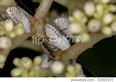 Typical Treehoppers nymphs 82881925