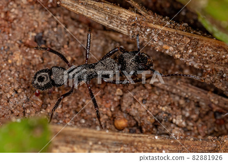 Adult Female Ectatommine Ant Adult Female Ectatommine Ant 82881926