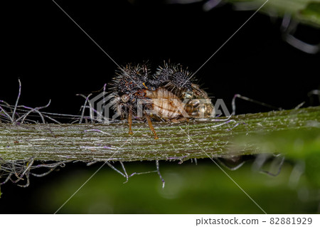 Adult Ant-mimicking Treehopper Adult Ant-mimicking Treehopper 82881929