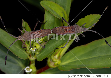 Adult Leaf-footed Bugs coupling Adult Leaf-footed Bugs coupling 82881931