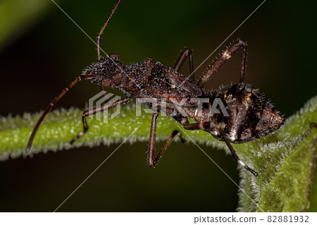 Adult Broad-headed Bug Adult Broad-headed Bug 82881932