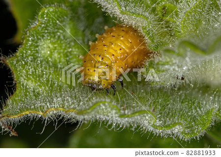 Flea Beetle Larvae Flea Beetle Larvae 82881933