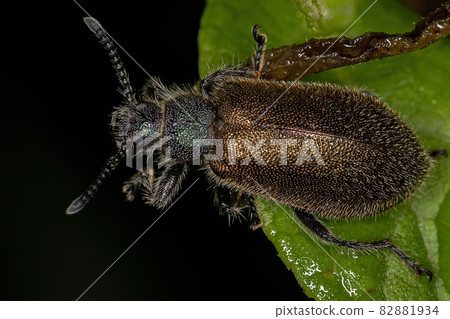 Adult Long-jointed Beetle Adult Long-jointed Beetle 82881934