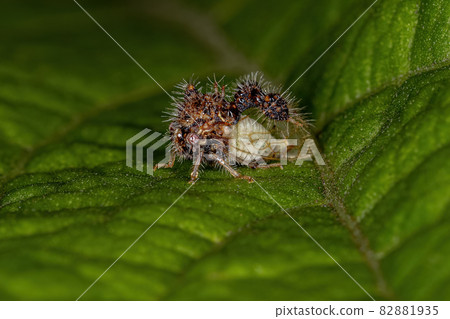Adult Ant-mimicking Treehopper Adult Ant-mimicking Treehopper 82881935