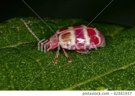 Adult Flea Beetle 82881937