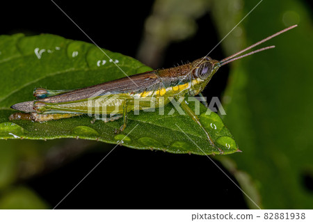 Adult Spurthroat Toothpick Grasshopper Adult Spurthroat Toothpick Grasshopper 82881938