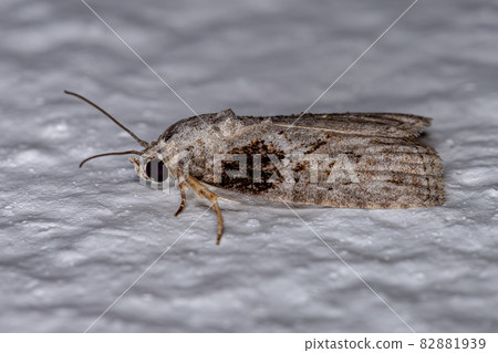 Adult Black-olive Caterpillar Moth Adult Black-olive Caterpillar Moth 82881939
