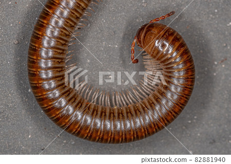 Adult Common Brown Millipede Adult Common Brown Millipede 82881940