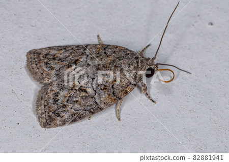 Black-olive Caterpillar Moth Black-olive Caterpillar Moth 82881941