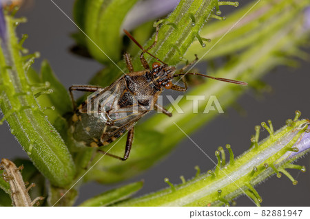 Adult Scentless Plant Bug Adult Scentless Plant Bug 82881947