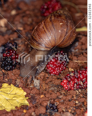 African Giant Snail African Giant Snail 82881948