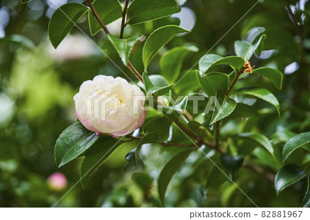 雙花茶樹 82881967