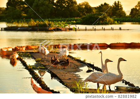 Summer of Luohu 82881982