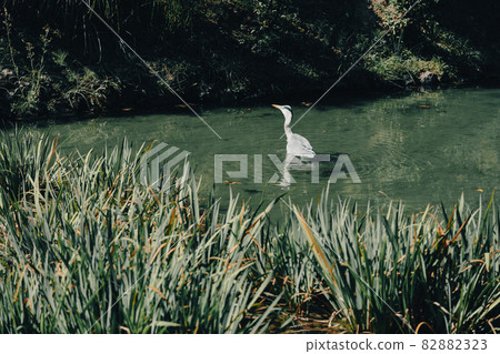[鳥] 站在池塘里的灰鷺 82882323