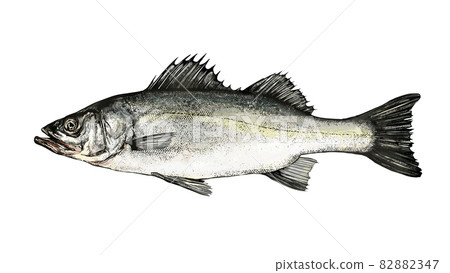 Suzuki's illustration ――Transparent background ――Cut out Suzuki's illustration ――Transparent background ――Cut out 82882347