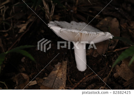 Natural mushrooms, cracked white hearts, mature. The umbrella is a sake cup with a hollow center, and the folds are slightly sparse. Natural mushrooms, cracked white hearts, mature. The umbrella is a sake cup with a hollow center, and the folds are slightly sparse. 82882425