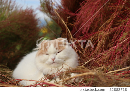 在 Kokia 領域的秋葉觀光的人們 82882718